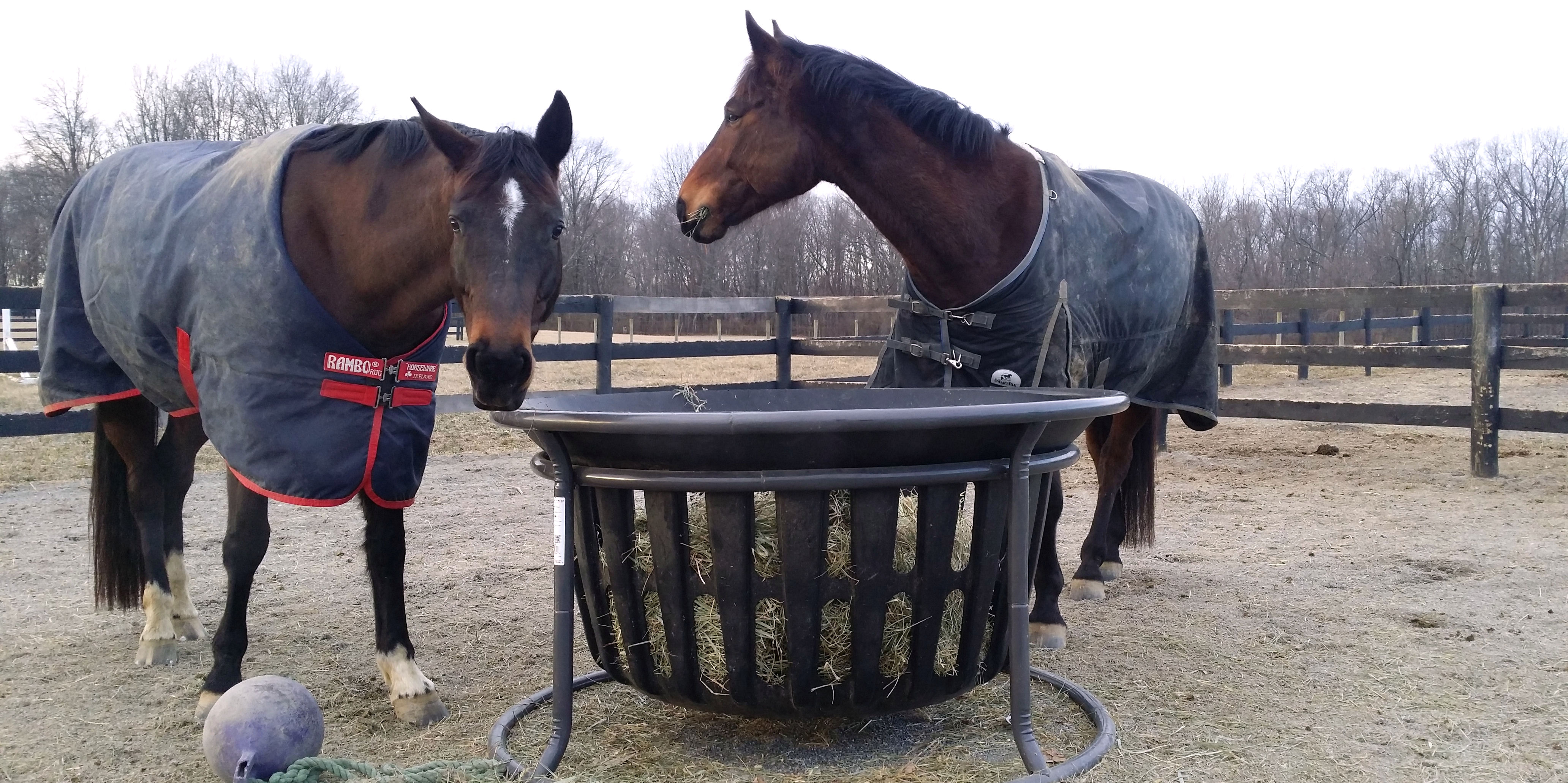 Bali and Neuf eating hay from the hay tub