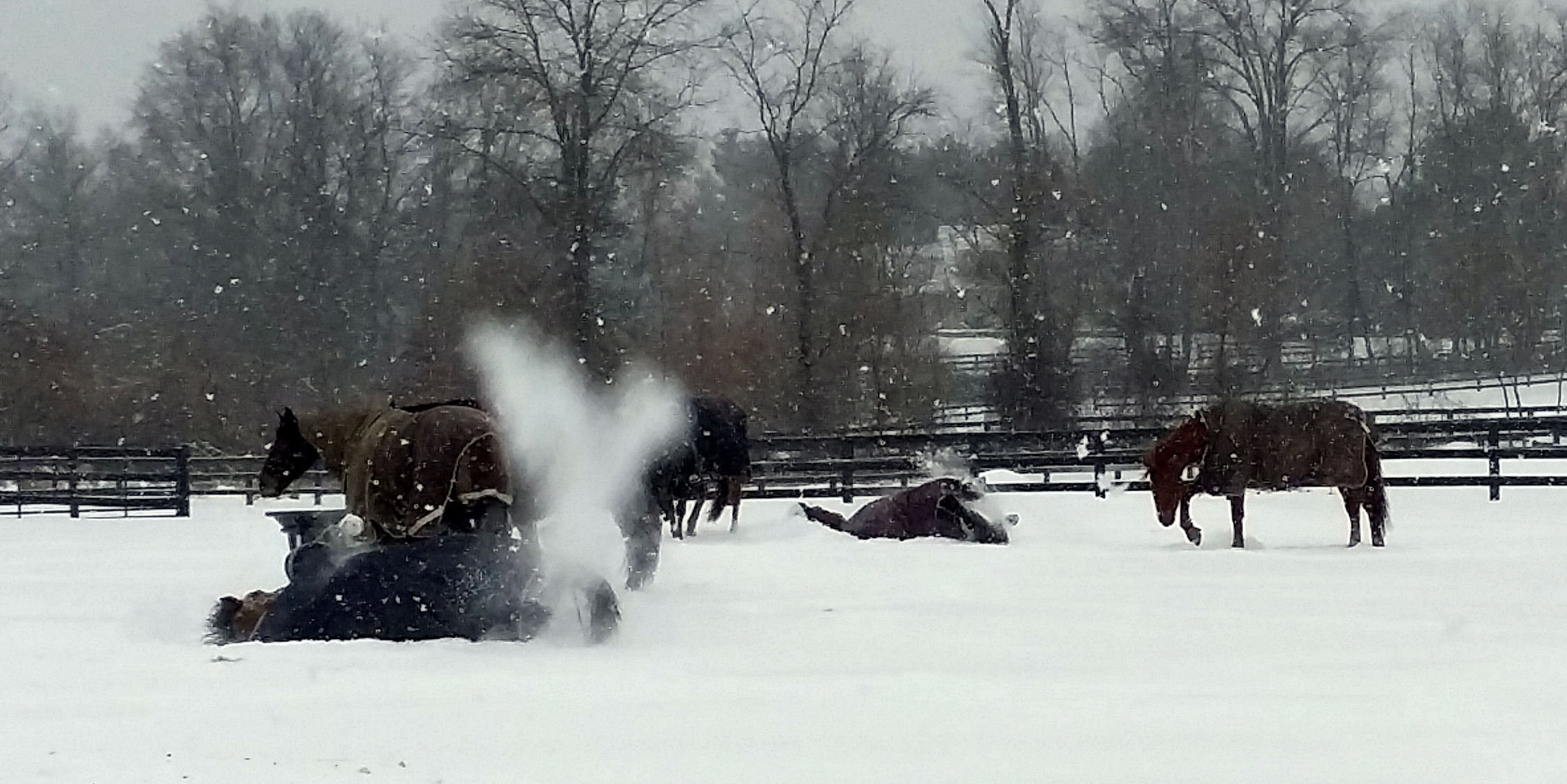 Horses rolling in the snow